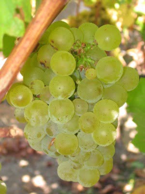 Butasi vita de vie Sauvignon Blanc