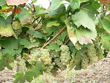 struguri vita de vie aligote
