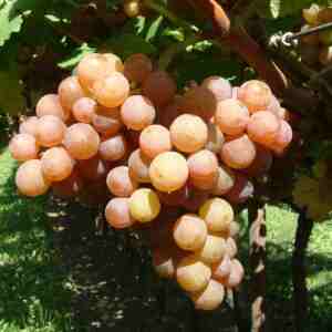 Butași viță de vie Traminer roz
