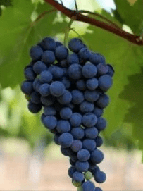 Butasi vita de vie Negru de Dragasani