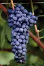 Butasi vita de vie Syrah