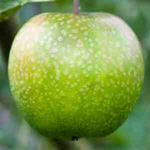 Măr Granny Smith