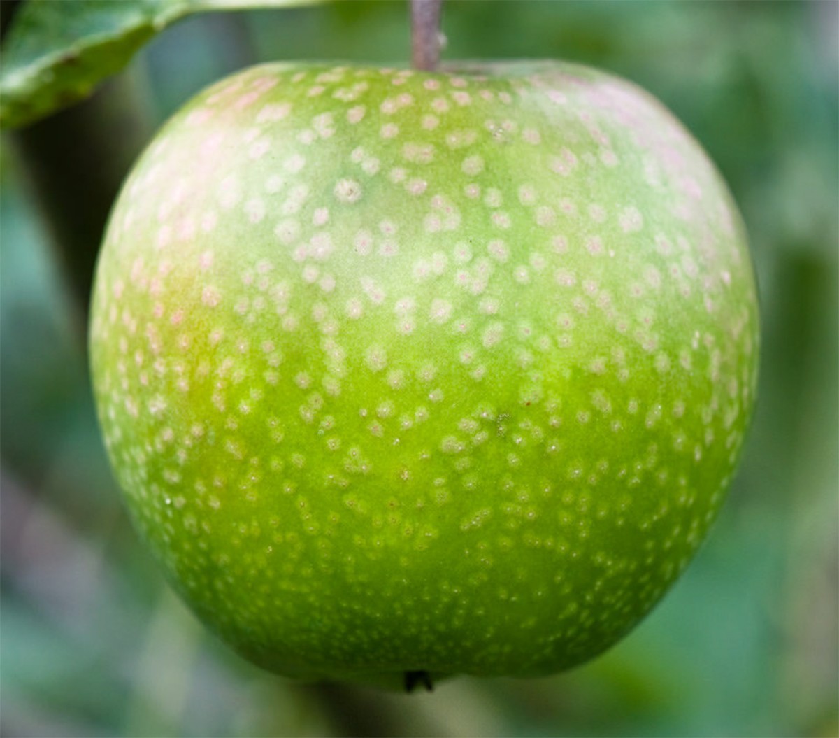 mar-granny-smith
