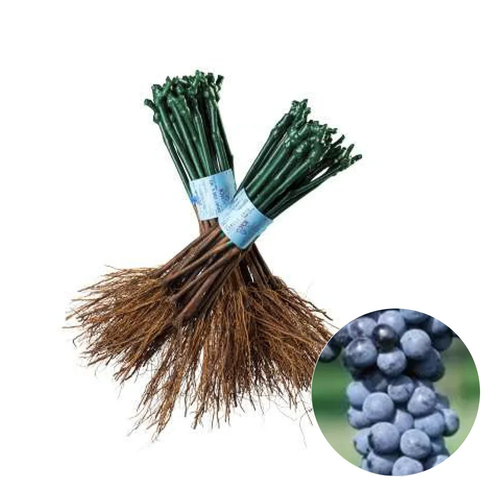Butasi-vita-de-vie-Merlot