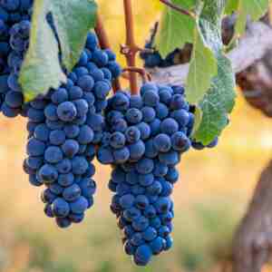 Butași viță de vie Cabernet Franc