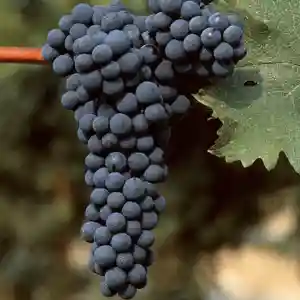 Butași viță de vie Cabernet Sauvignon