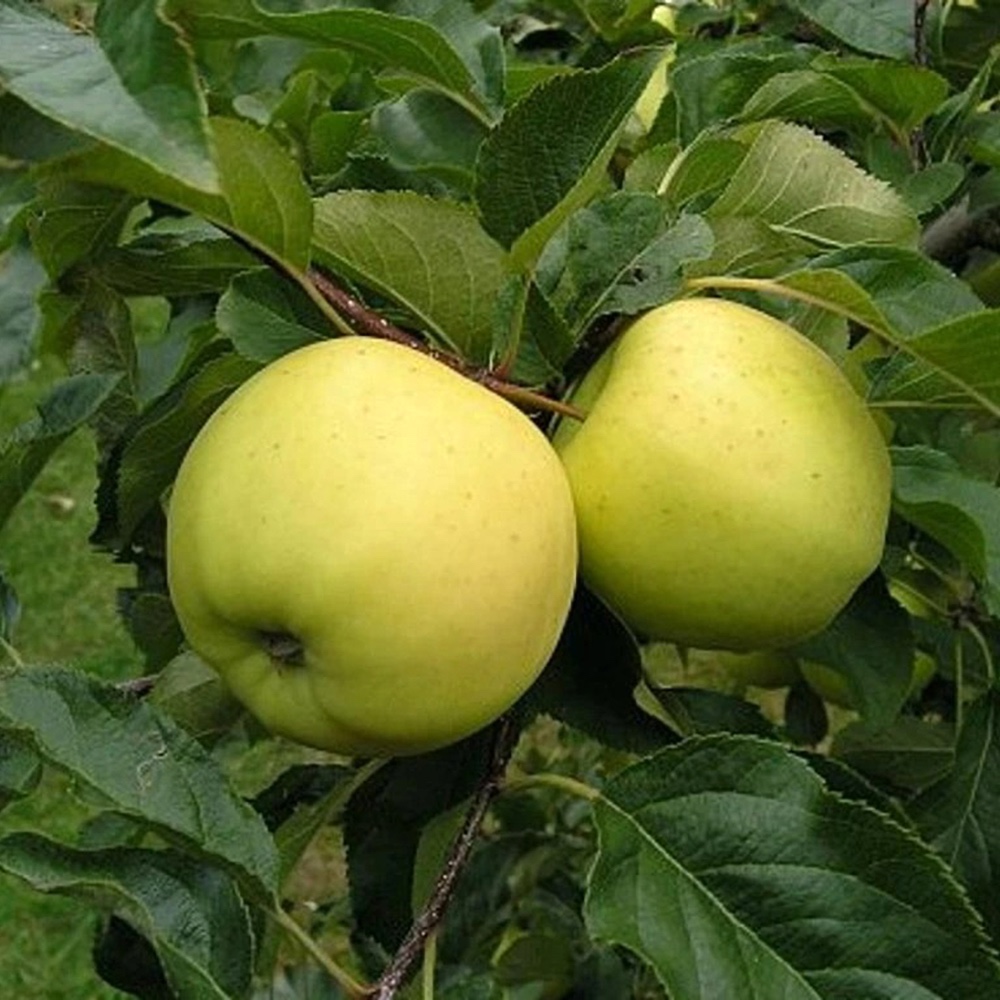 Măr Luna