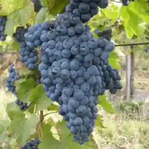 Butași viță de vie Negru de Drăgășani