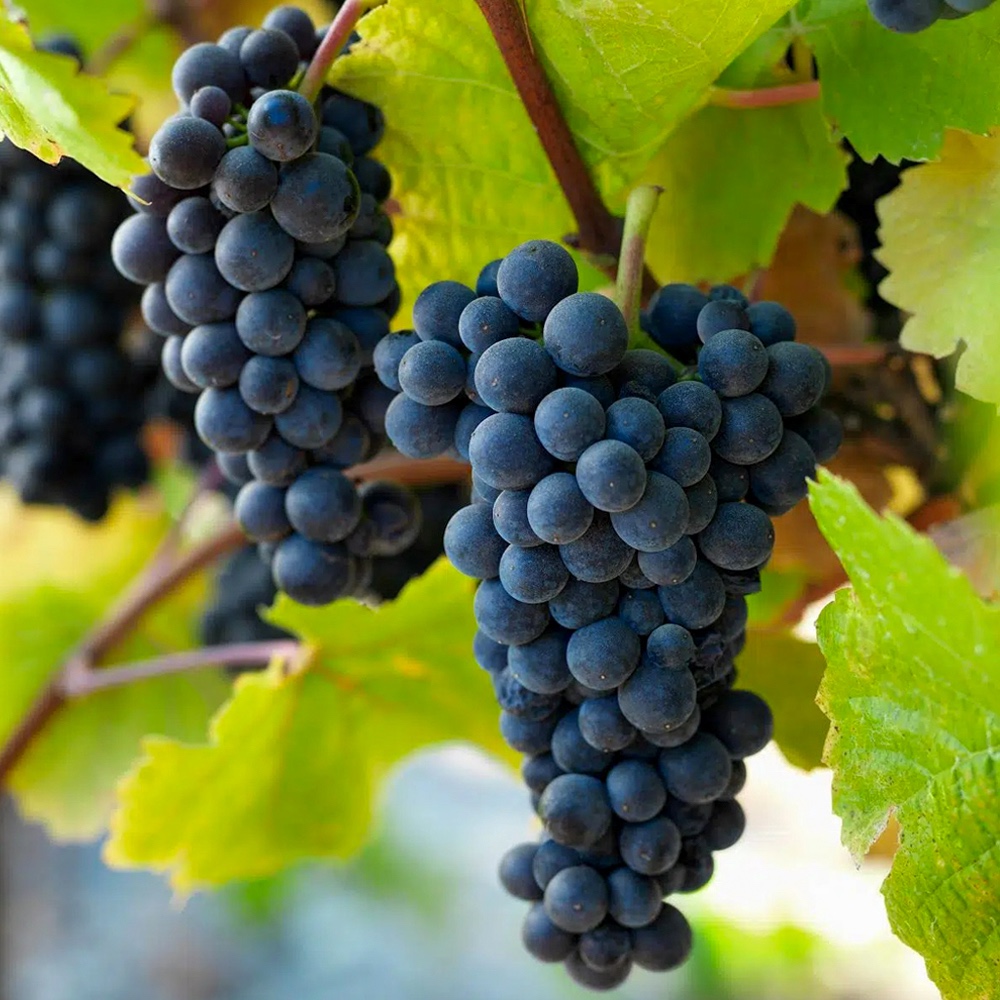 Pinot Noir new