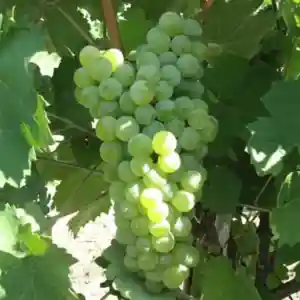 Butași viță de vie Plăvaie