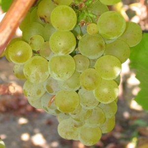 Butași viță de vie Sauvignon Blanc