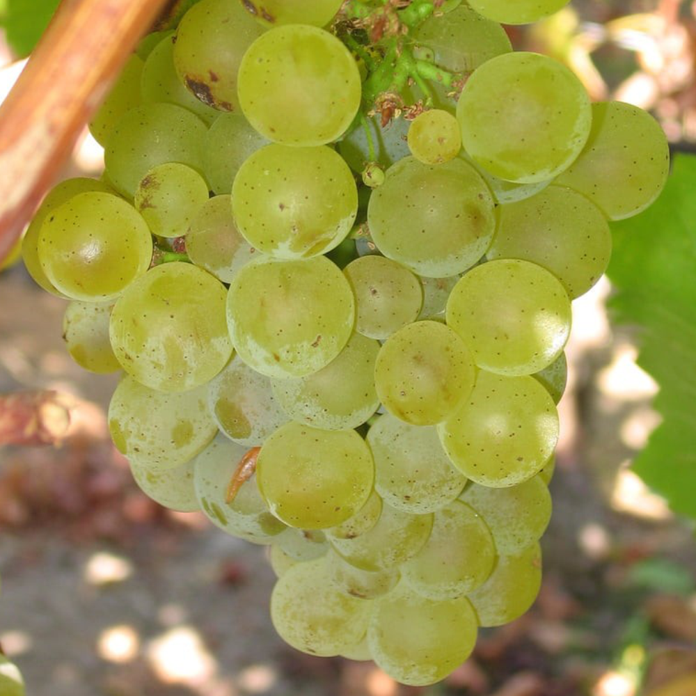 Sauvignon-Blanc