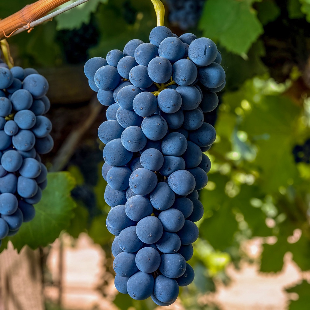 Syrah