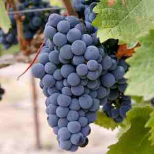 Butași viță de vie Merlot