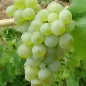 Butași viță de vie Aligoté
