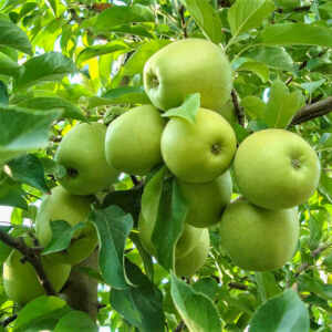 Măr Golden