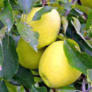 Măr Orion