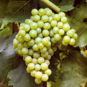 Butași viță de vie Muscat Giallo