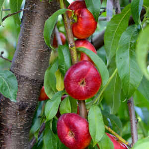 Nectarin Liana