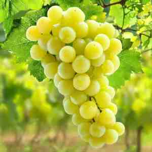 Butași viță de vie Riesling Italian